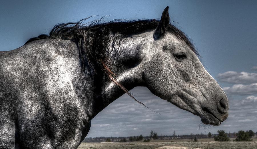 Horse Photograph - Old Grey by Craig Incardone