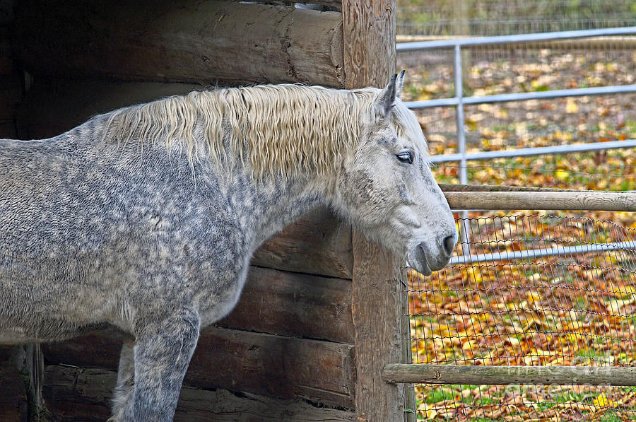 Grey Horse Photograph - Old Grey Horse by Sharon Talson