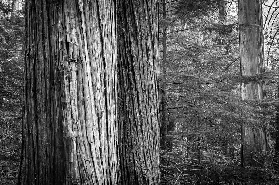 Old Growth Cedars Glacier National Park BW Photograph by Rich Franco