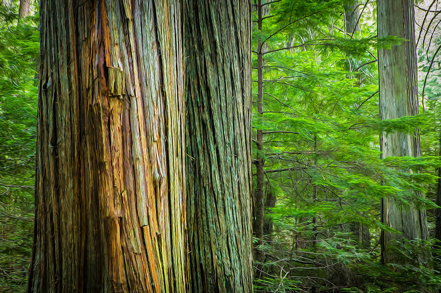 Old Growth Cedars Glacier National Park Painted Photograph by Rich Franco