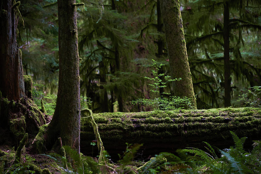 Rural Scene Photograph - Old Growth Forest by Ian Crysler / Design Pics