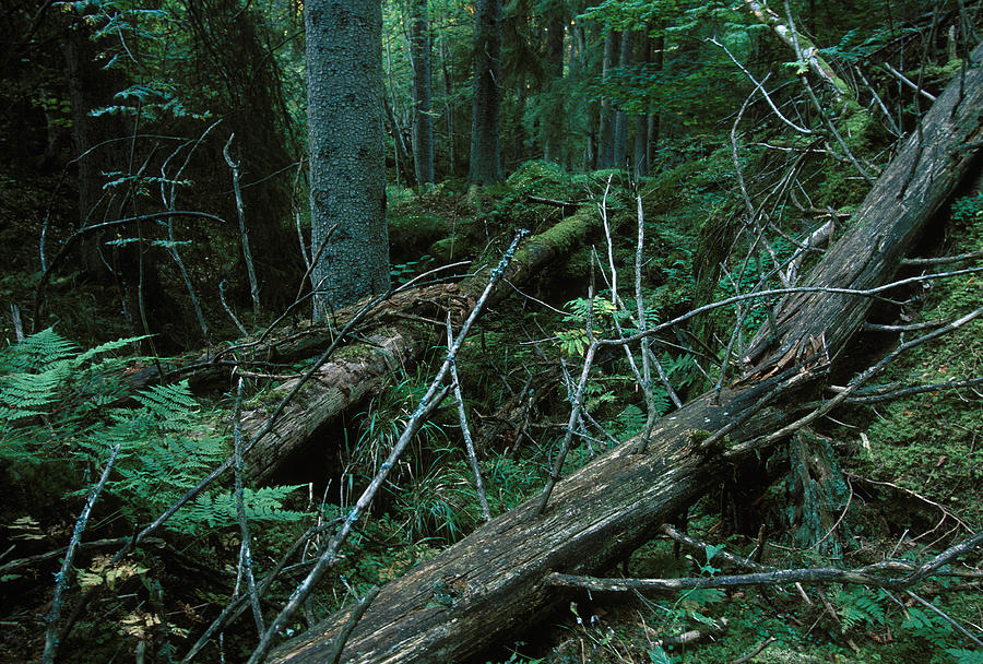 Old-growth Forest, Sweden Photograph by Peter Essick - Pixels