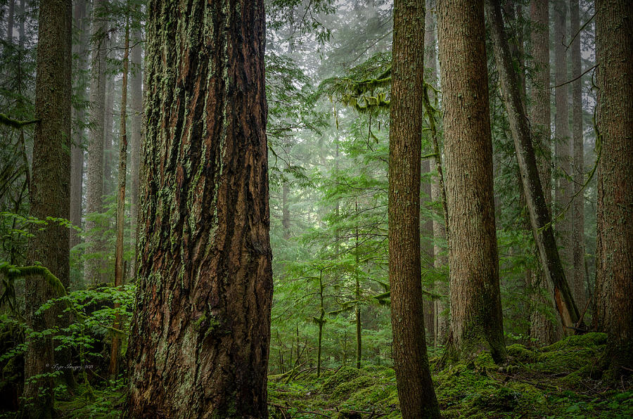 Old Growth Forest Photograph by Toni Taylor