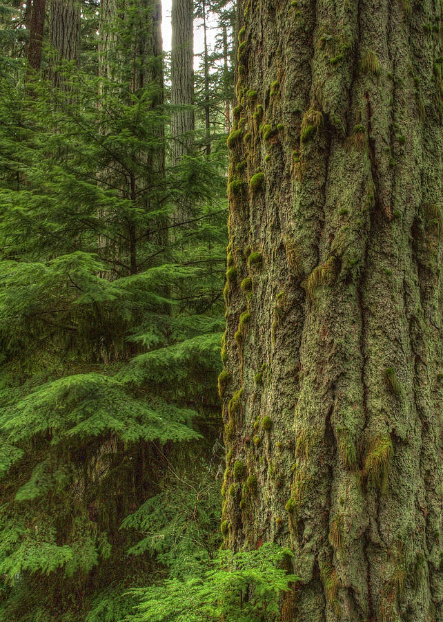Old Growth Photograph by Randy Hall