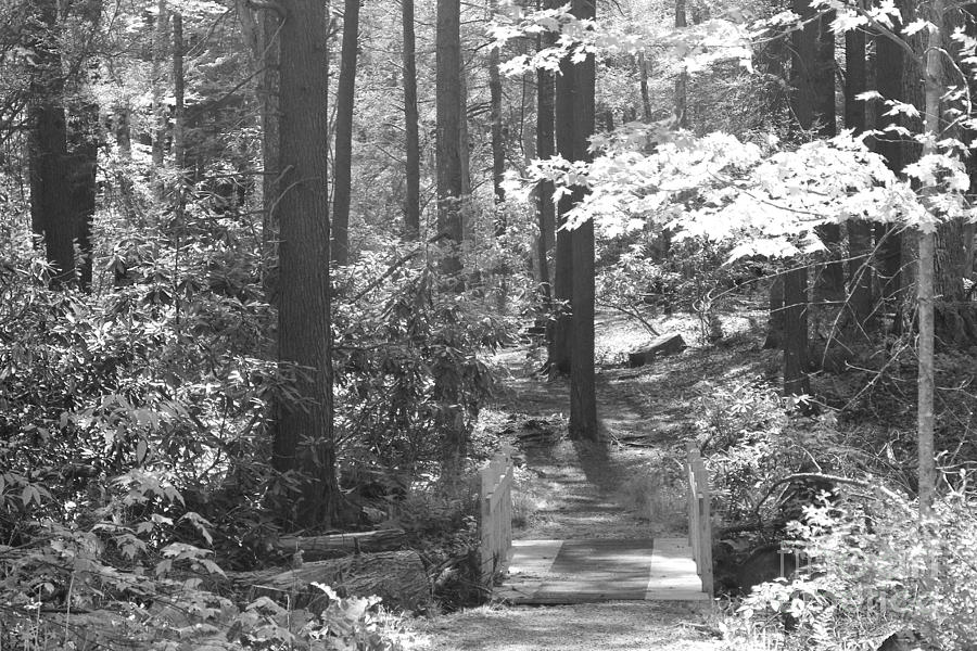 Old Growth Trail Cathedral State Park Wv Ir Photograph