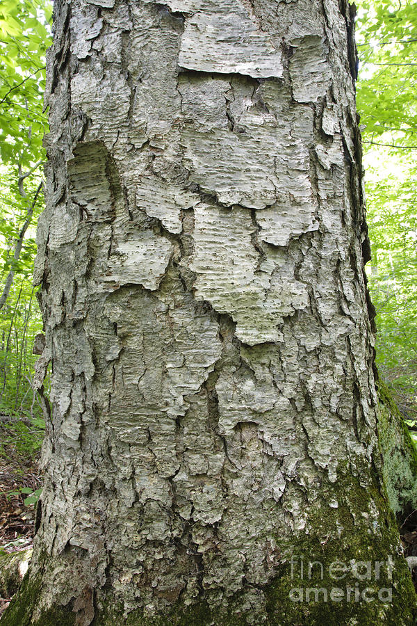 Nature Photograph - Old Growth Yellow Birch - Harts Location New Hampshire  by Erin Paul Donovan