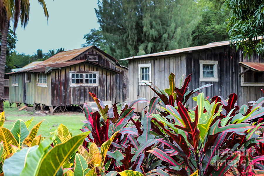 Old Hawaiian by Andrea Shuttleworth Old Hawaiian by Andrea Shuttleworth