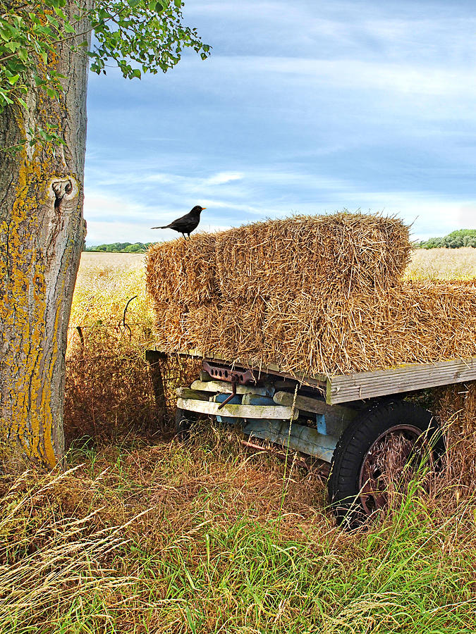 Blackbird Photograph - Old Hay Wagon Vertical by Gill Billington
