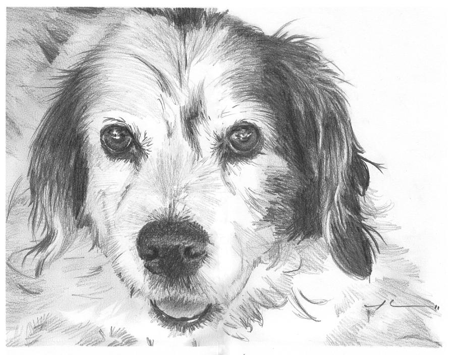 Old Hunting Dog Pencil Portrait Drawing by Mike Theuer - Pixels