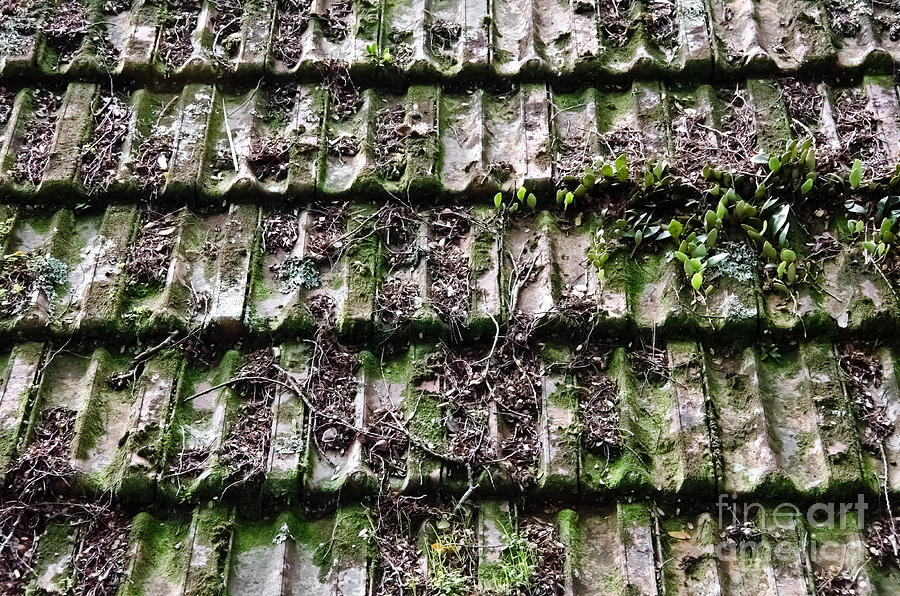 Old hut roof tiles Photograph by Yurix Sardinelly