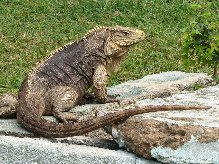 Old Iguana Photograph by Neil Wagner | Fine Art America