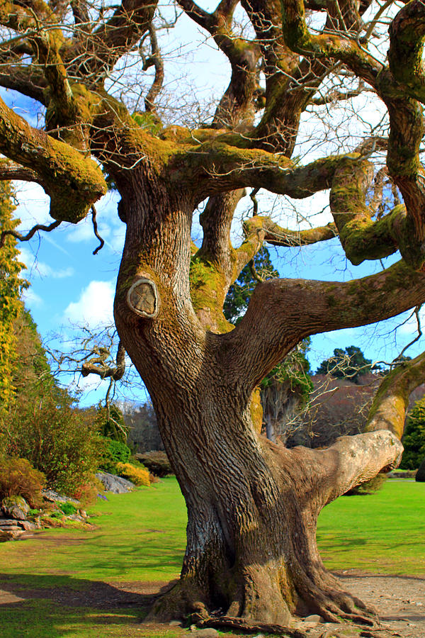 Old Irish Tree Photograph by Jennifer Robin