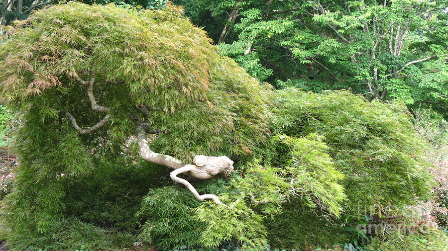 Old Japanese Maple Tree Photograph by Anita Adams