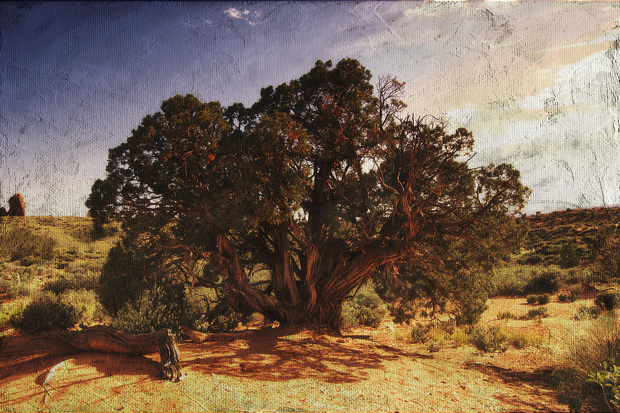 Old Juniper Tree Digital Art by Sandra Selle Rodriguez