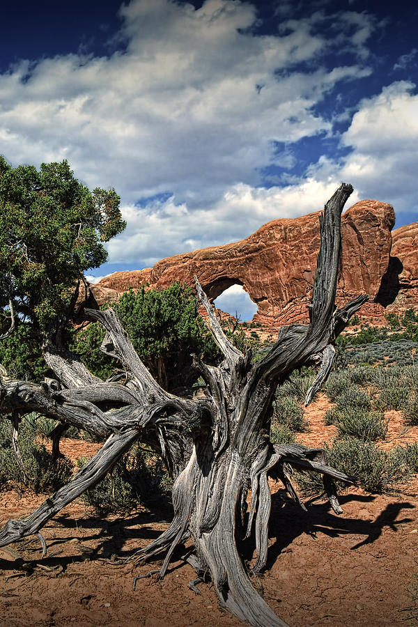 Old Juniper Tree Stump and Arch Rock Formation in Arches National Park ...