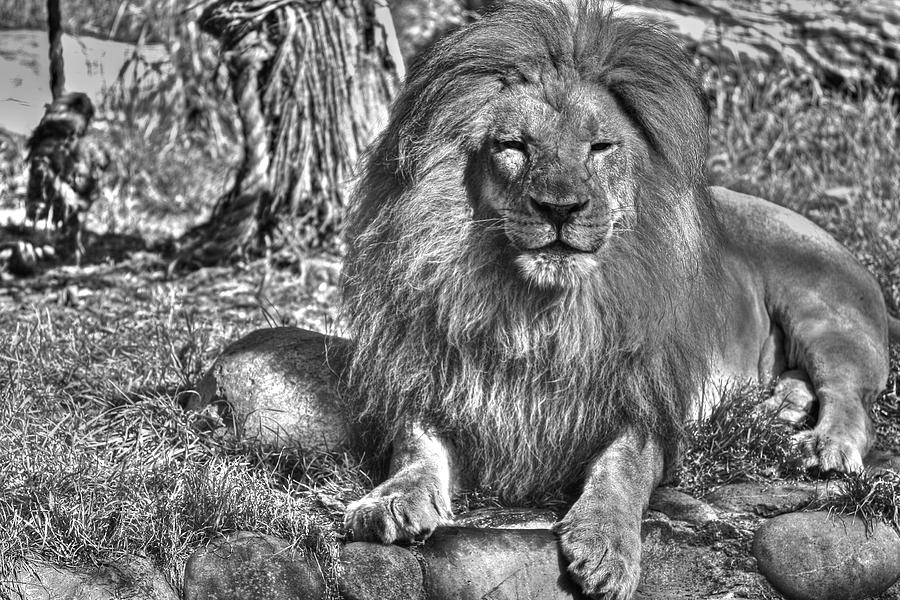 Old King in Black and White Photograph by SC Heffner
