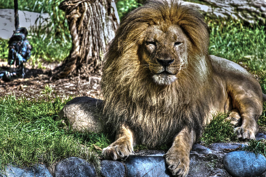 Animal Photograph - Old King Lion by SC Heffner