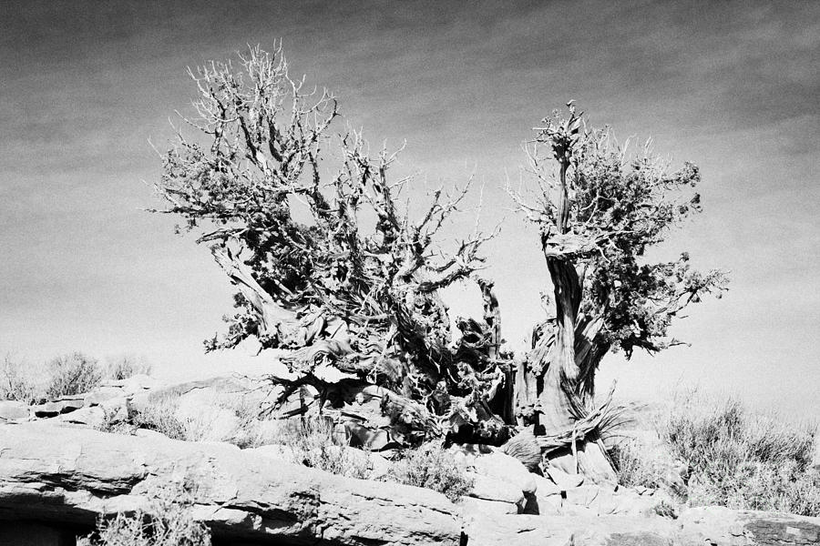 old knarled tree bush at guano point Grand Canyon west arizona usa ...