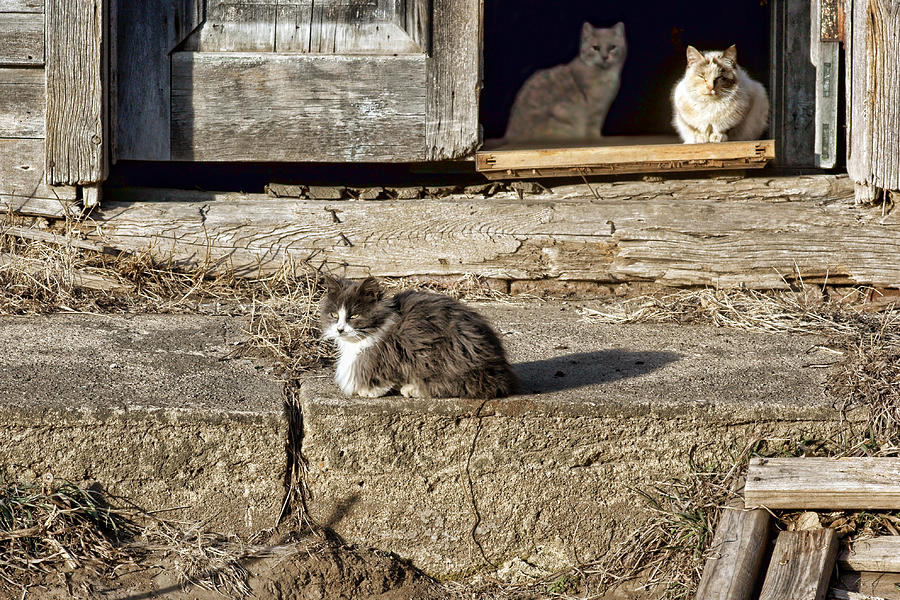 Old Knox Church Cats #2 Photograph by Nikolyn McDonald
