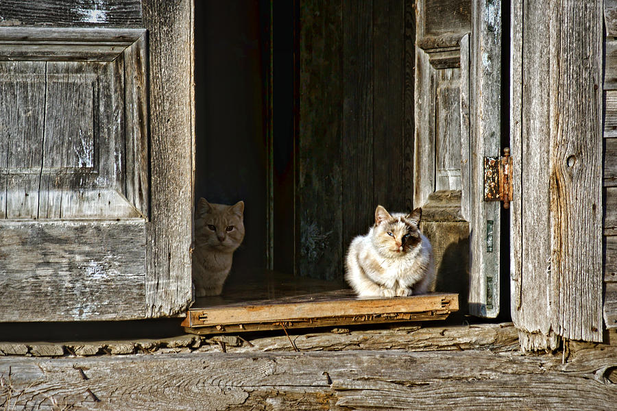 Old Knox Church Cats Photograph by Nikolyn McDonald