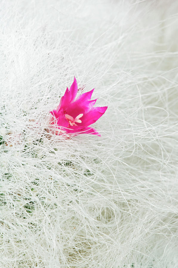 Old Lady Cactus Photograph by Geoff Kidd/science Photo Library