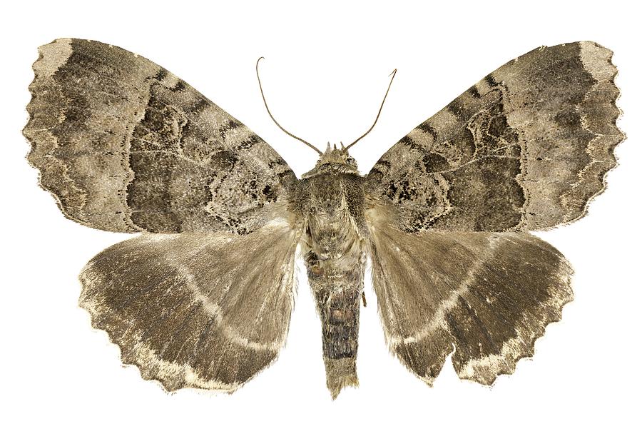Insects Photograph - Old lady moth by Science Photo Library