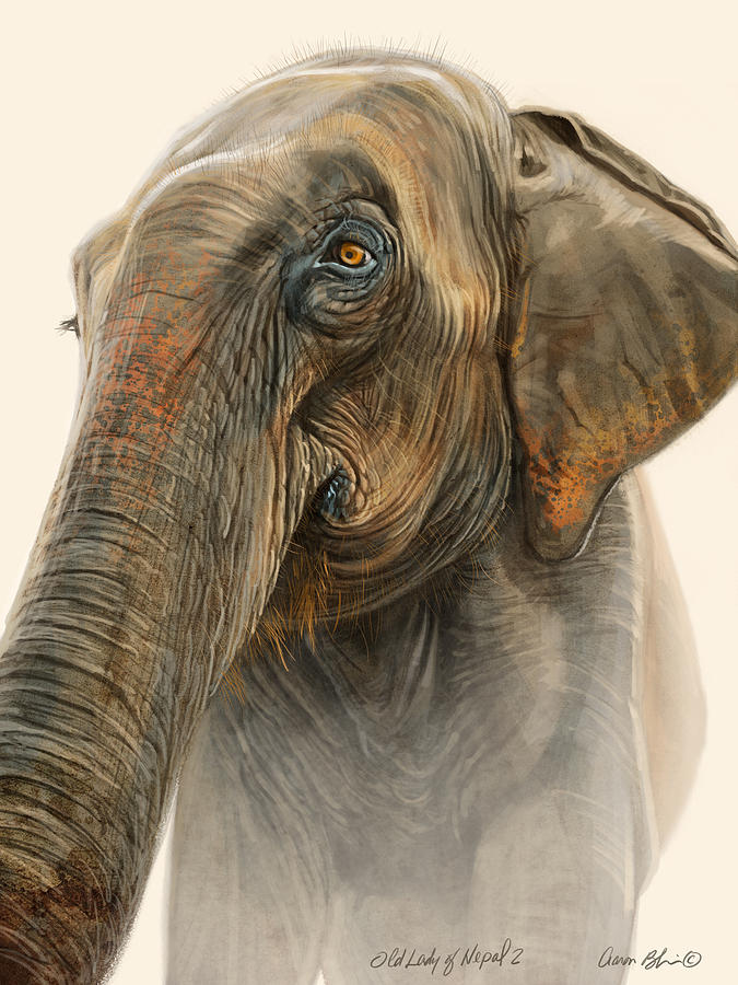 Elephant Digital Art - Old Lady of Nepal 2 by Aaron Blaise