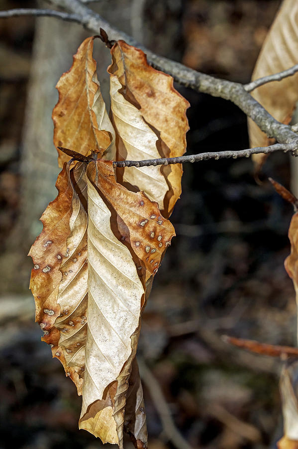 Old Leaves New Buds Photograph by Carol Senske