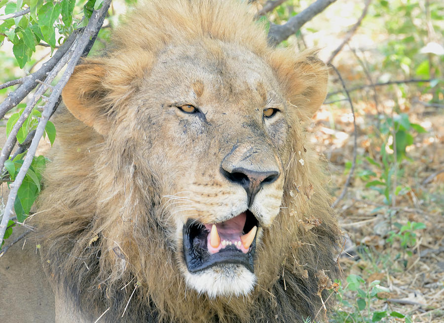 A  Lion Talks Photograph by Tom Wurl