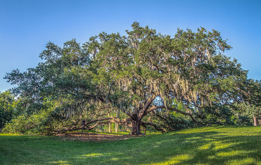 Old Live Oak Photograph by Jane Luxton