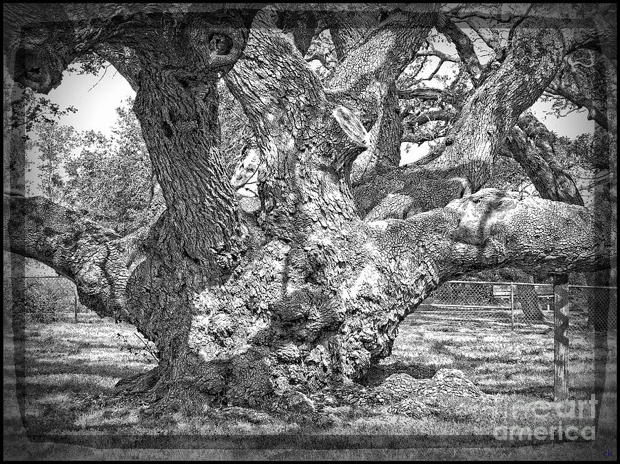 Old Live Oak - Silent Witness Photograph by Ella Kaye Dickey