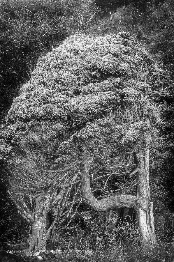 Old Lost Tree Photograph by Tom Hogeback - Fine Art America