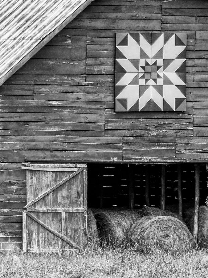 Old Maid Ramble on Old Barn Photograph by Betty Eich