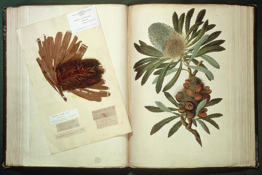 Old Man Banksia (banksia Serrata) Photograph by Natural History Museum, London/science Photo Library