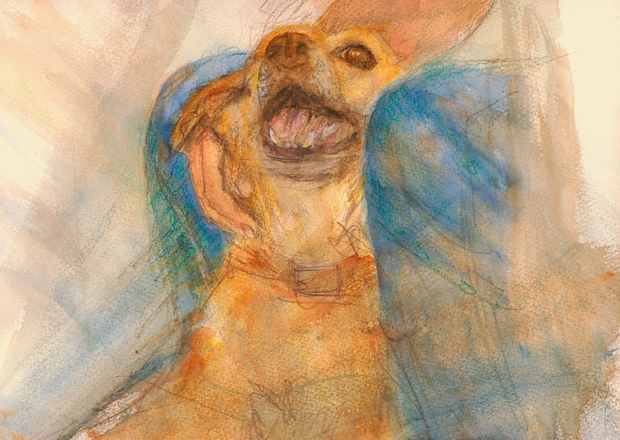 Dog Painting - Old man Clyde by Suzy Norris
