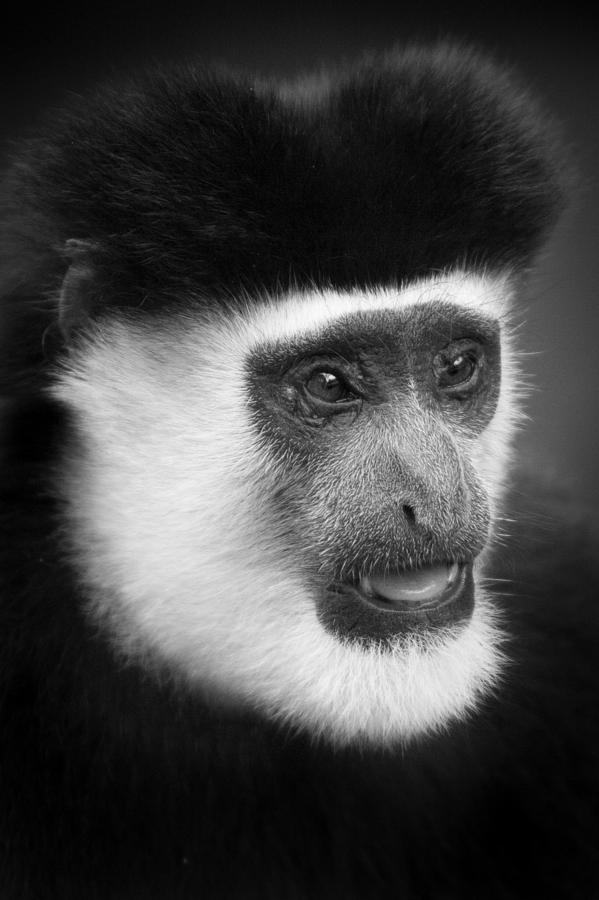 Old Man Colobus 1 Photograph by Mike Gaudaur