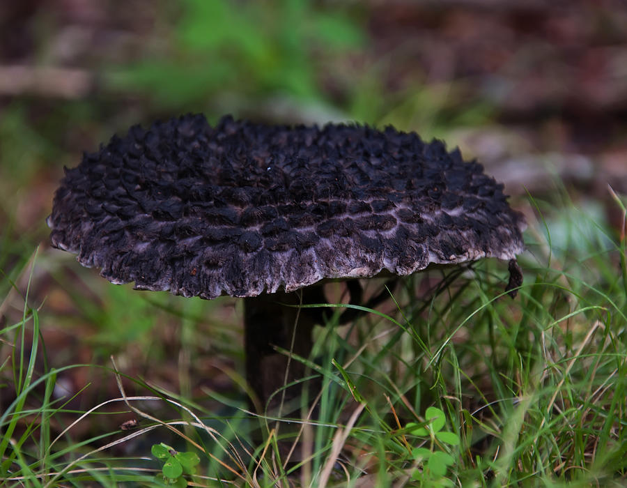 Mushroom Photograph - Old Man In The Woods Mushroom by Flees Photos