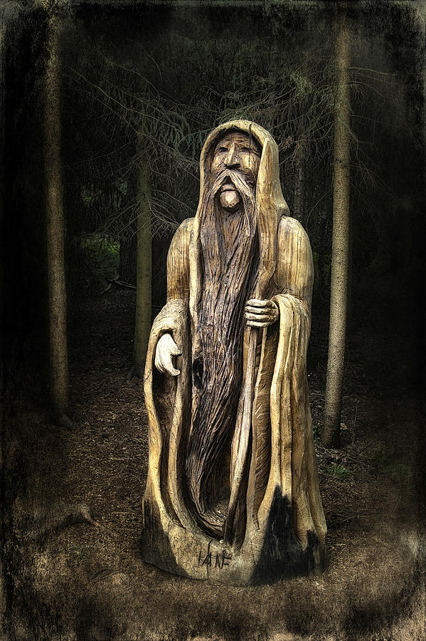 Old Man Of The Forest Photograph By Robert Murray Fine Art America