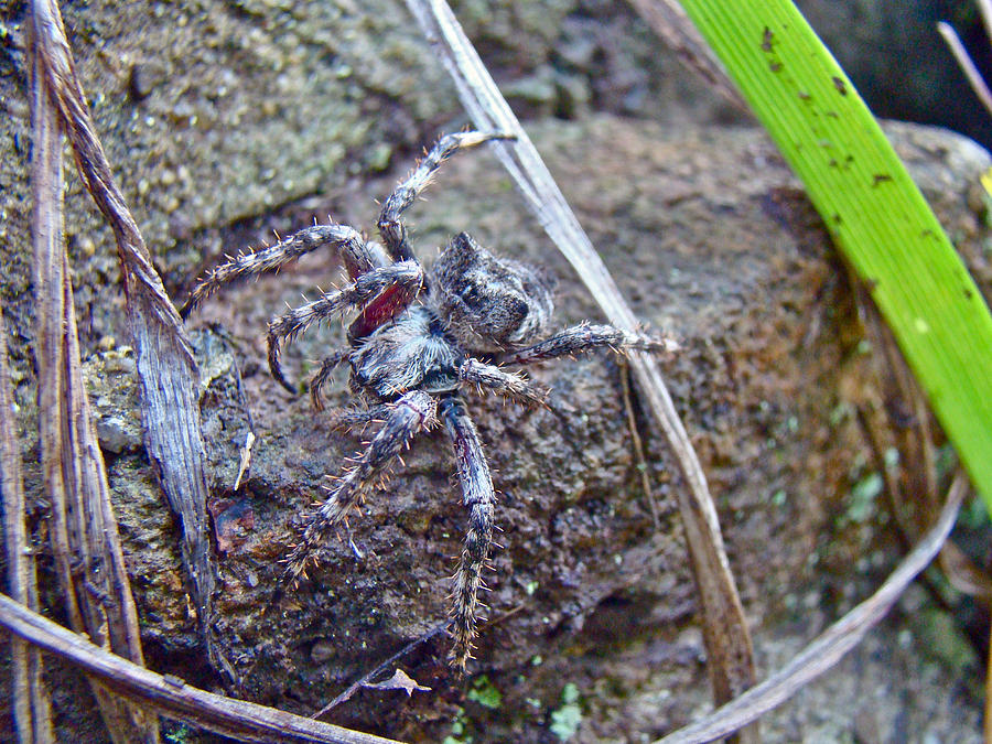 Old Man of the Woods - Orb Weaver Spider Photograph by Carol Senske