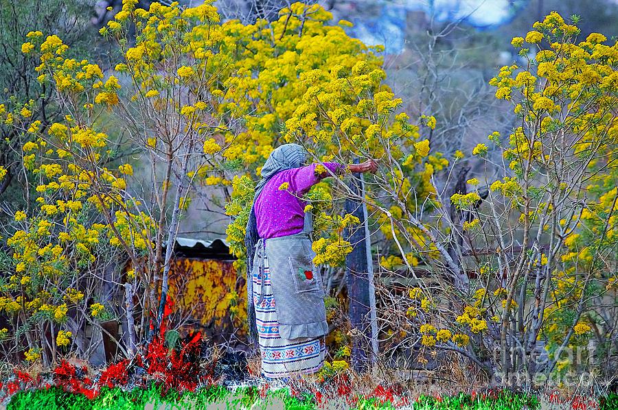 Old Mexican Woman Gathering Flowers Photograph by John  Kolenberg