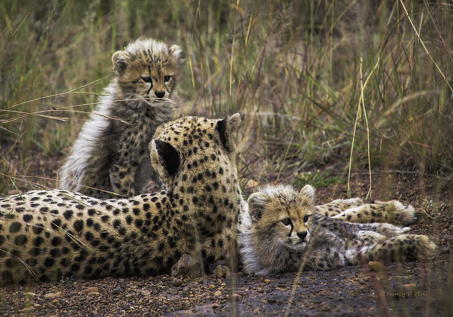 Old Mom New Kids Photograph by Nancy D Hall - Fine Art America