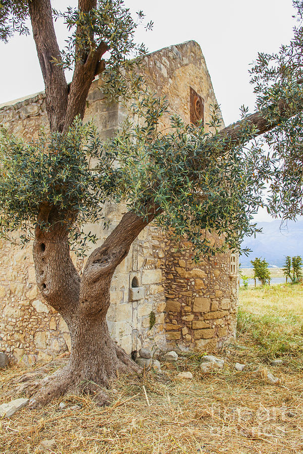 Old monastery in Crete with olive tree Photograph by Patricia Hofmeester