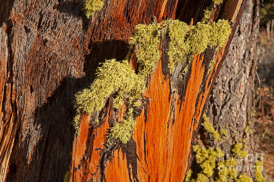 Old Mossy Tree Grand Teton National Park Photograph by Fred Stearns