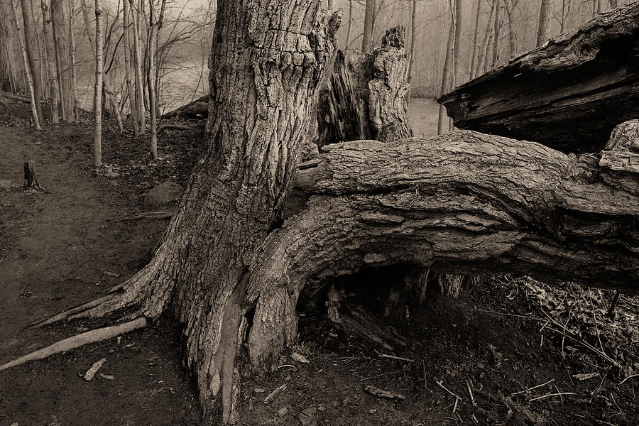 Old Oak 2 Photograph by Jim Vance