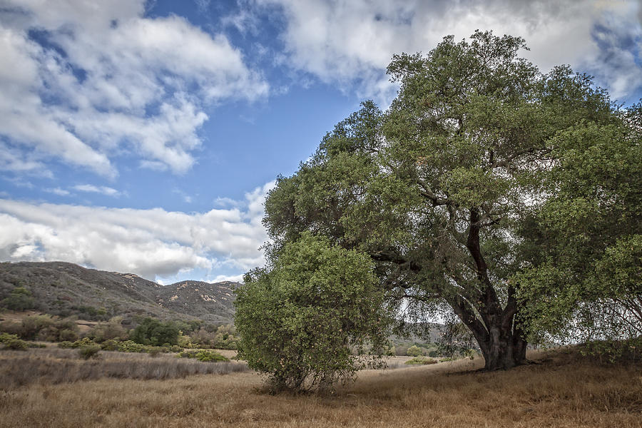 Old Oak Photograph by Dave Hall