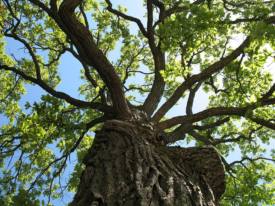 Old Oak Photograph by Julie Kind - Fine Art America