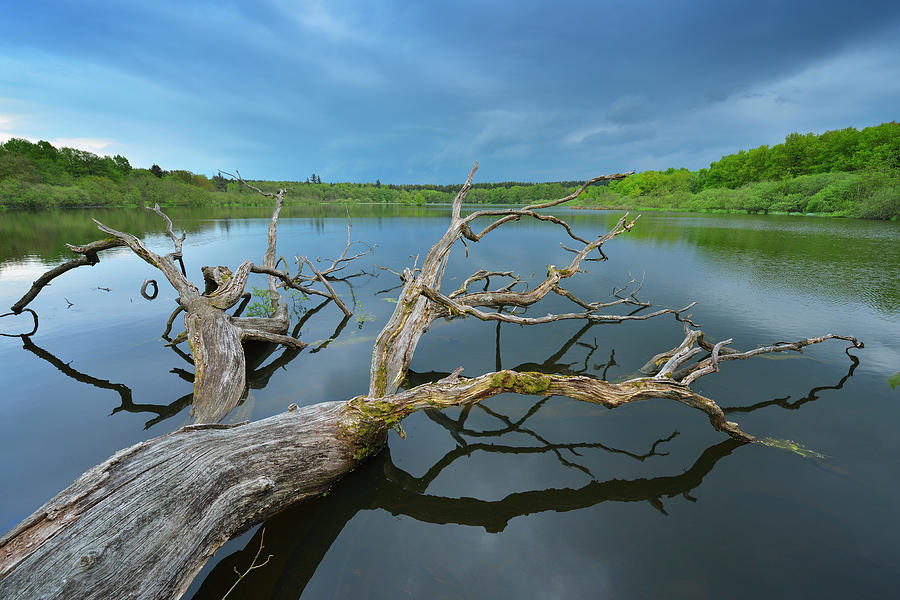 Old Oak Tree In Lake Photograph by Raimund Linke