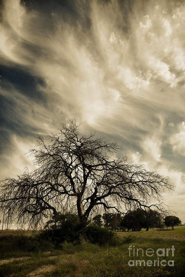 Old Oak Tree Photograph by Iris Greenwell