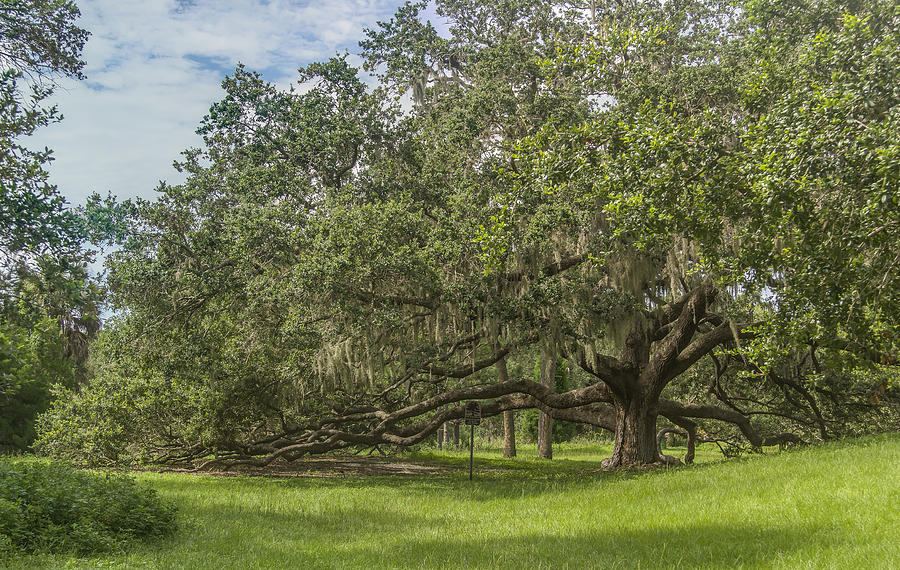 Old oak tree Photograph by Jane Luxton