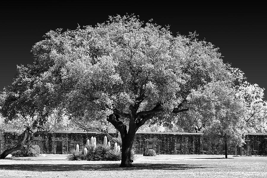 Black And White Photograph - Old Oak Tree Mission San Jose by Alexandra Till
